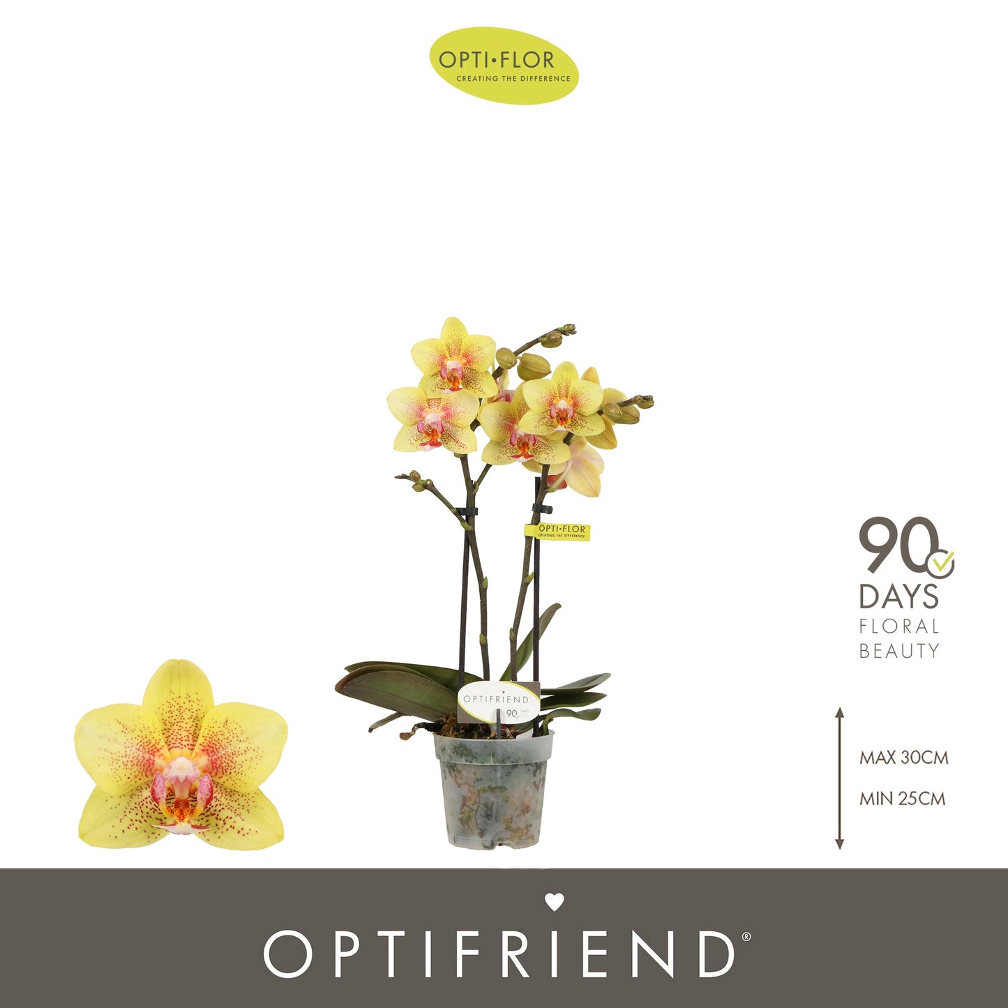 Phalaenopsis Optifriend Indy 25cm 7cm Pot