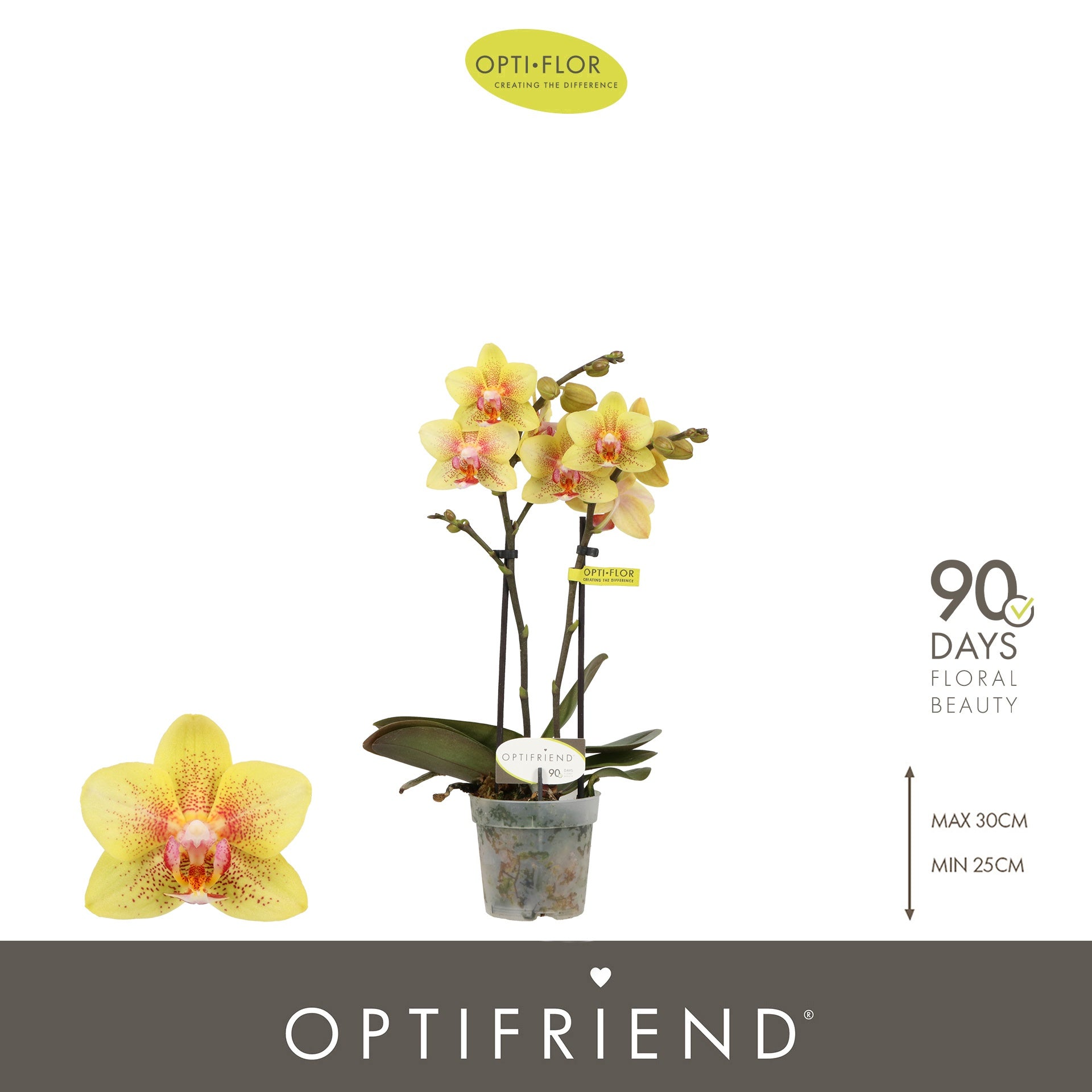 Phalaenopsis Optifriend Indy 25cm 7cm Pot
