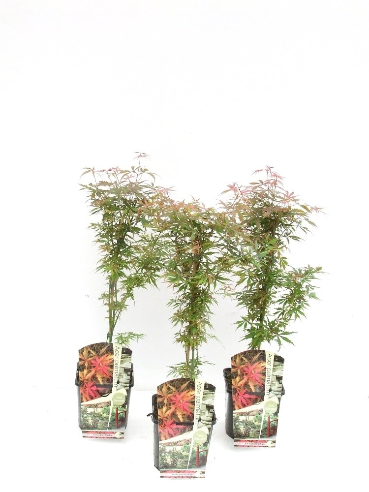 Acer Jerre Schwartz 60cm 19cm Pot