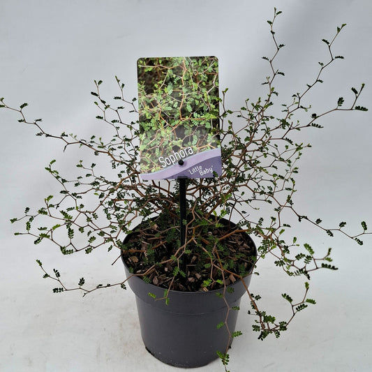 Sophora pros. Little Baby 20cm 17cm Pot