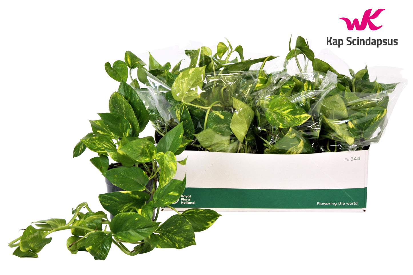 Epipremnum Aureum 35cm 15cm Pot