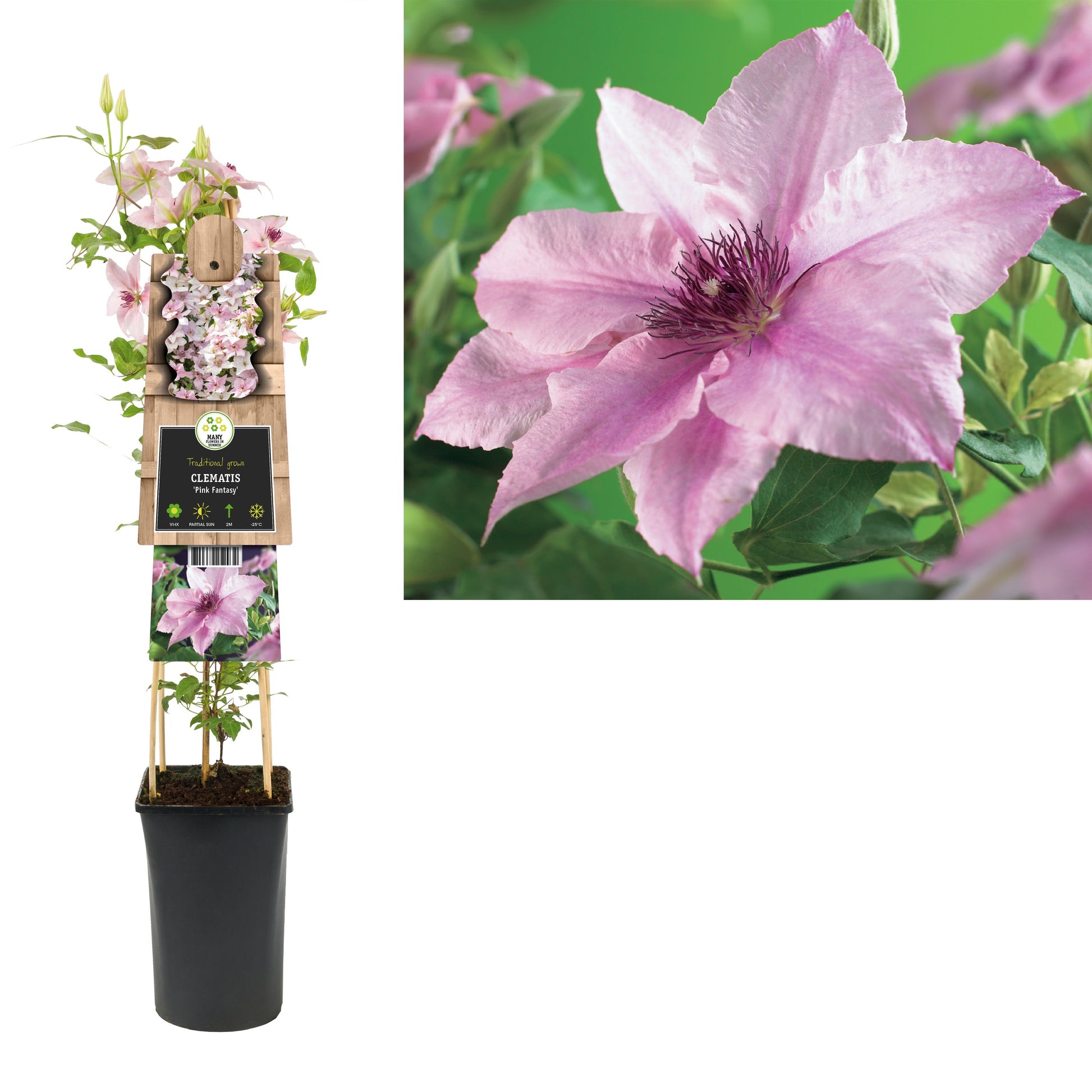 Clematis Pink Fantasy 75cm 17cm Pot