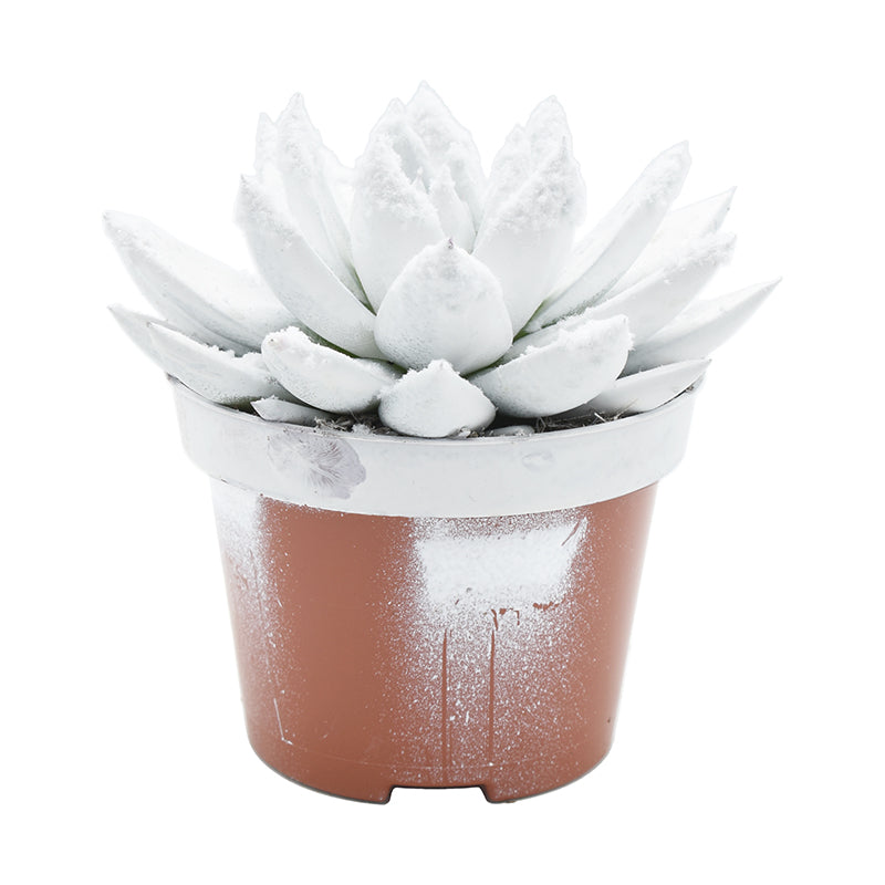 Echeveria colored white 13cm 10.5cm Pot
