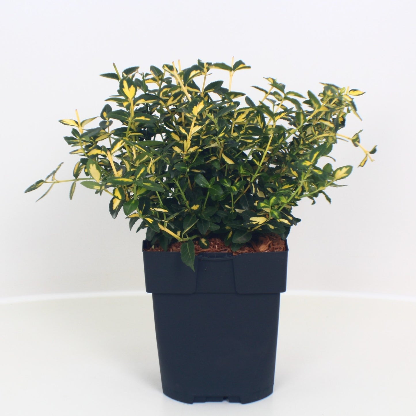 Euonymus Blondy 35cm 17cm Pot