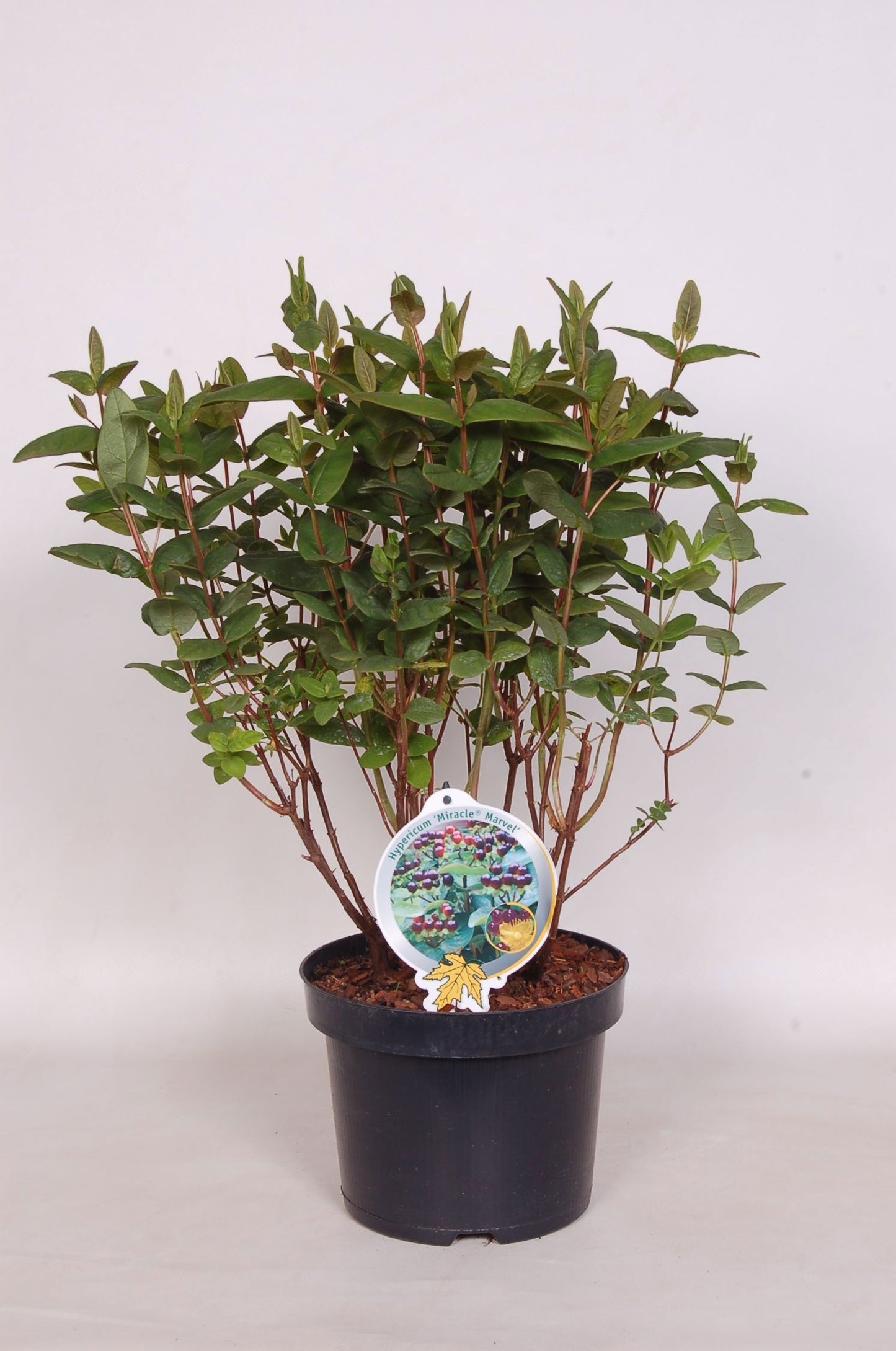 Hypericum Miracle Marvel 50cm 23cm Pot
