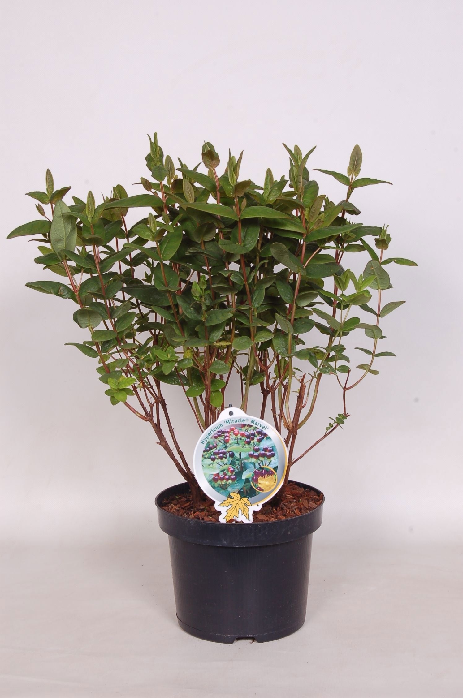 Hypericum Miracle Marvel 50cm 23cm Pot