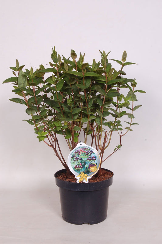 Hypericum Miracle Marvel 50cm 23cm Pot