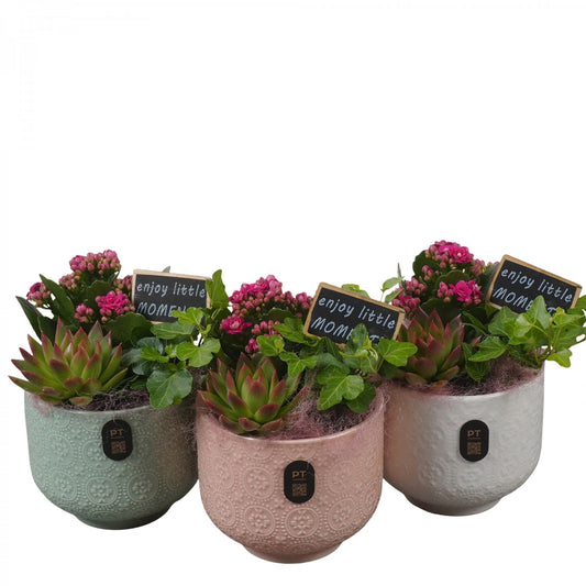 Indoor arrangement 19cm 12cm Pot