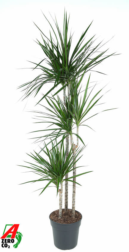 Dracaena marginata 90-60-30 150cm 24cm Pot