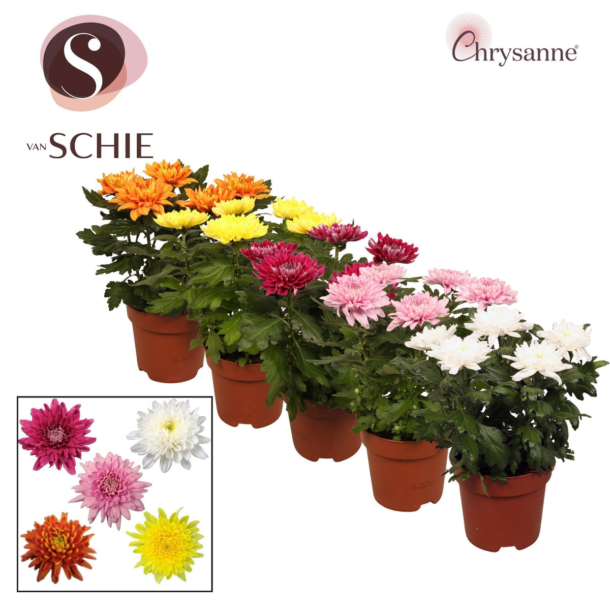 Chrysanthemum Zembla mix 35cm 17cm Pot