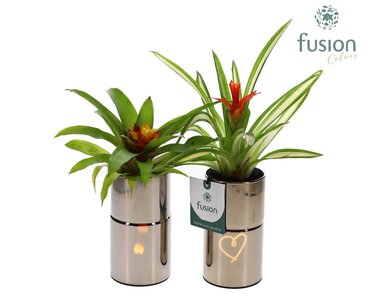 Fusioncolors BV arr. Bromelia Pack of 14