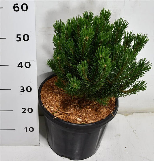 Pinus mugo 60cm 32cm Pot