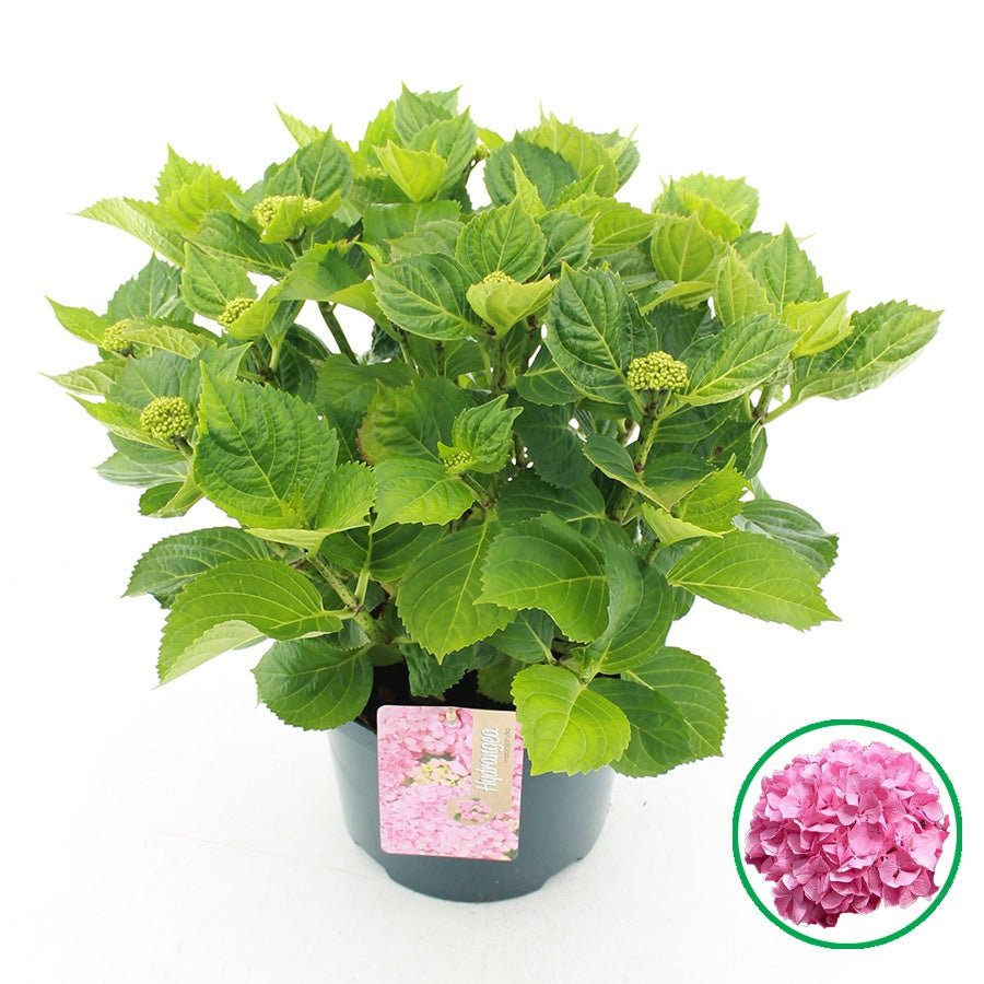 Hydrangea macrophylla pink 45cm 23cm Pot