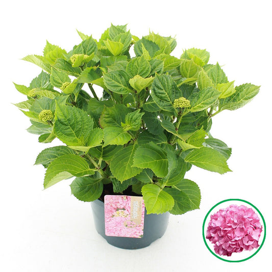 Hydrangea macrophylla pink 45cm 23cm Pot