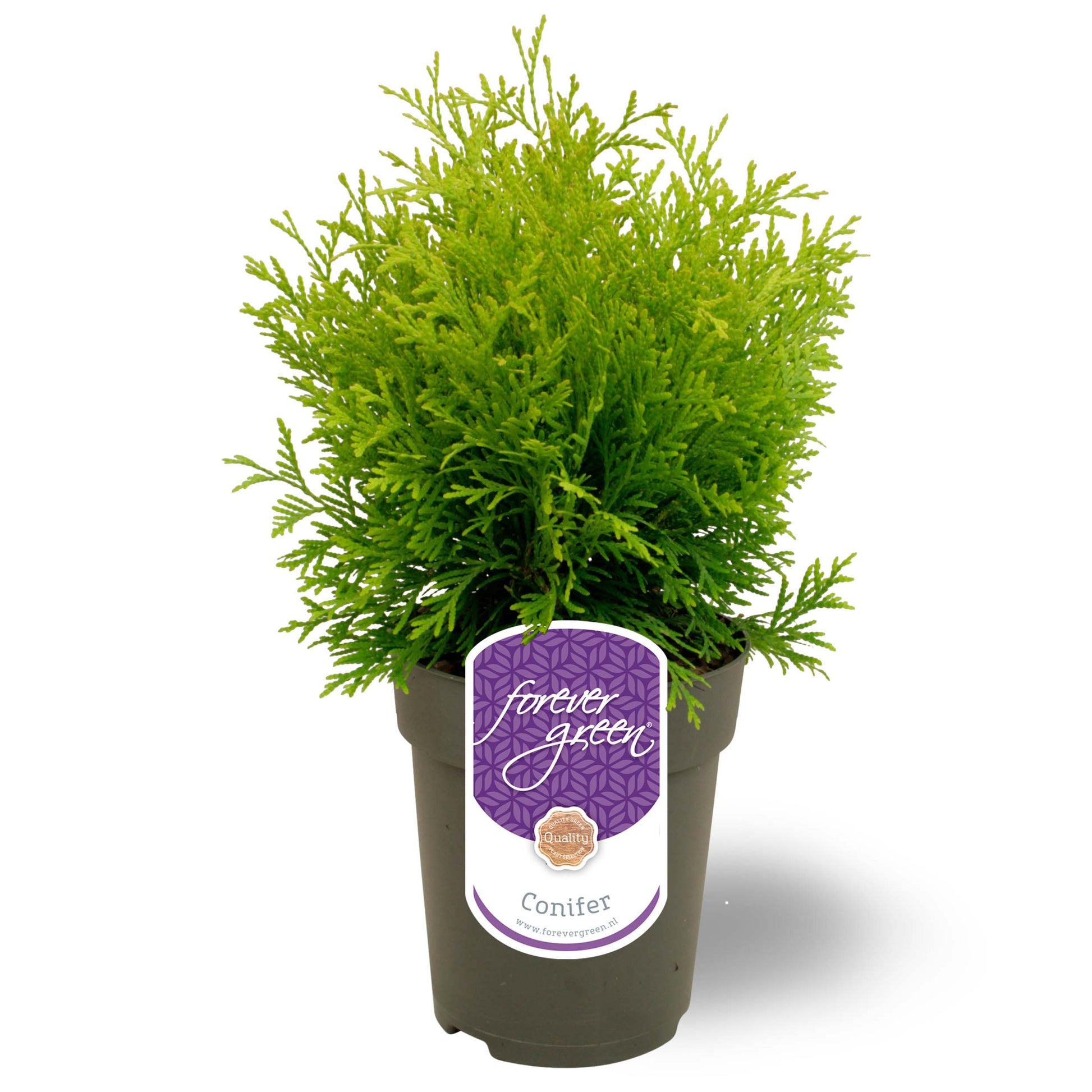 Thuja occidentalis Golden Globe 35cm 15cm Pot