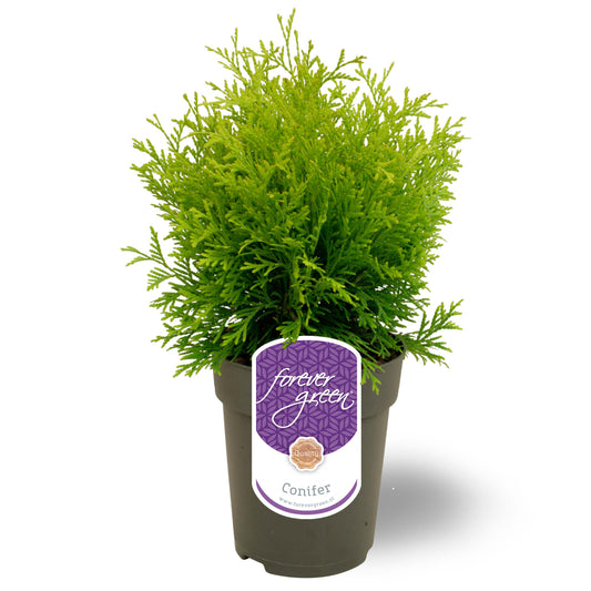 Thuja occidentalis Golden Globe 35cm 15cm Pot