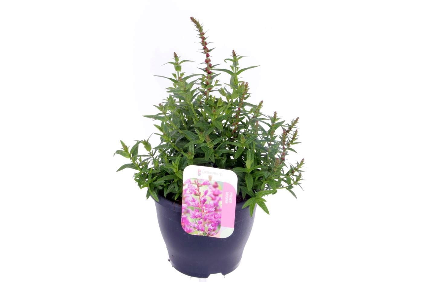 Lythrum sal. Robert 55cm 23cm Pot