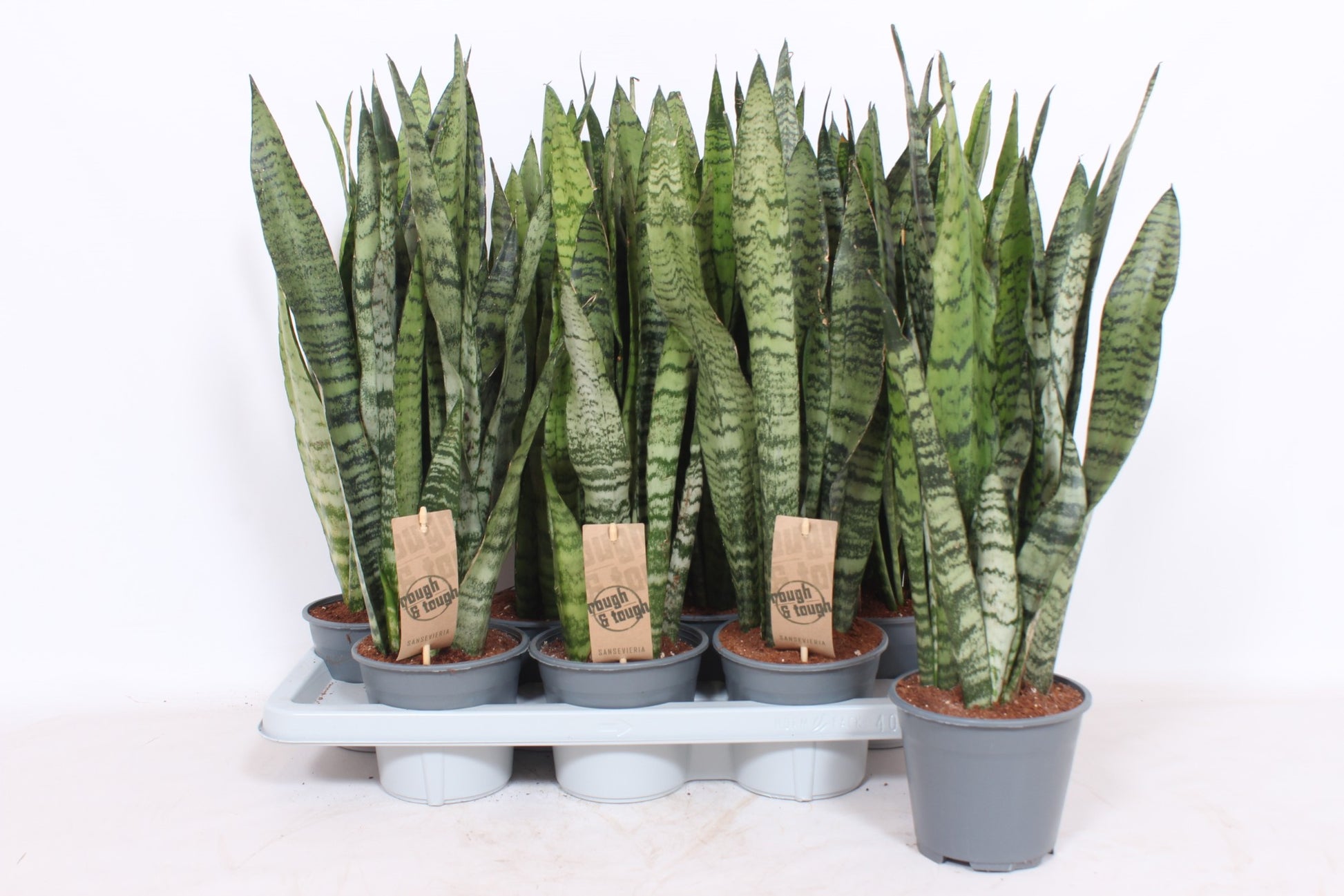 Sansevieria Zeylanica 55cm 14cm Pot