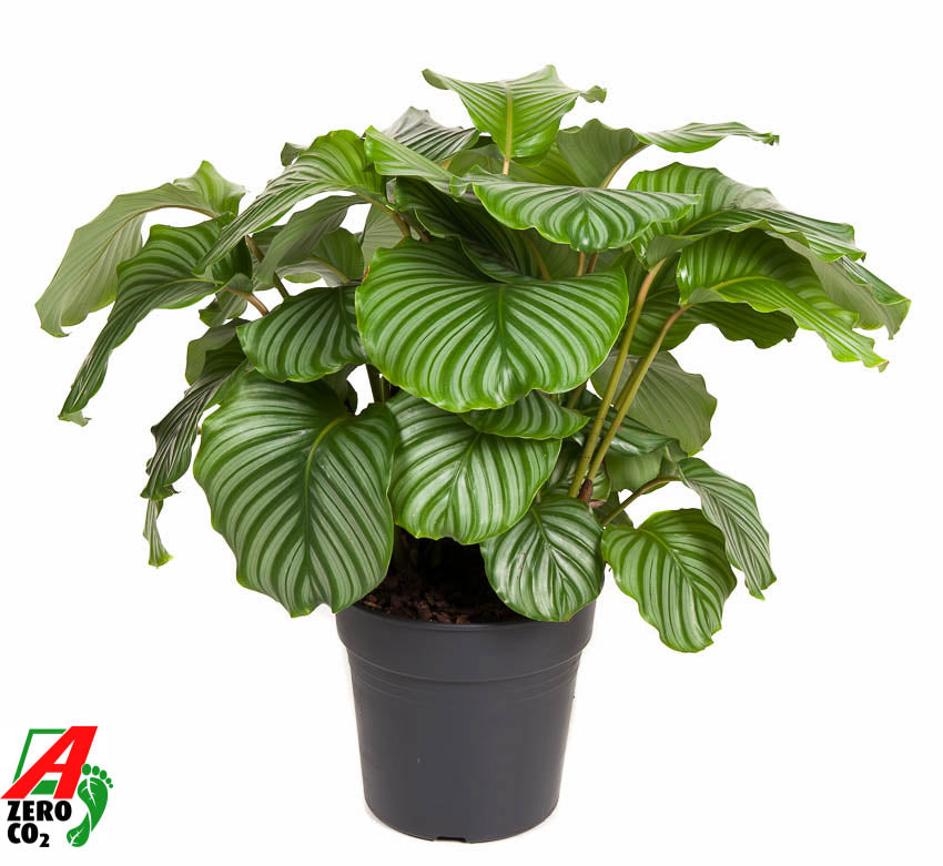 Calathea Orbifolia 90cm 27cm Pot