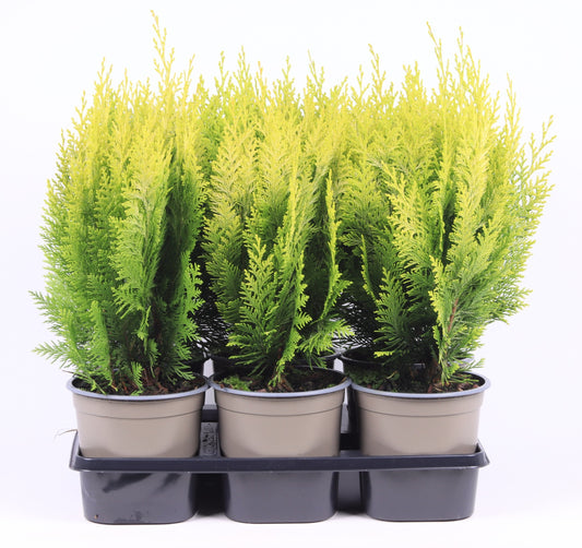 Chamaecyparis Stardust 30cm 15cm Pot