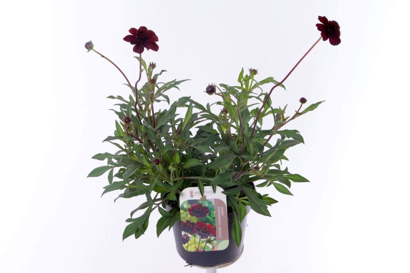 Cosmos atrosanguineus 40cm 13cm Pot