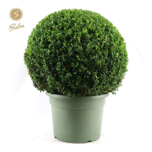 Buxus sempervirens ball Ø 60 75cm 40cm Pot