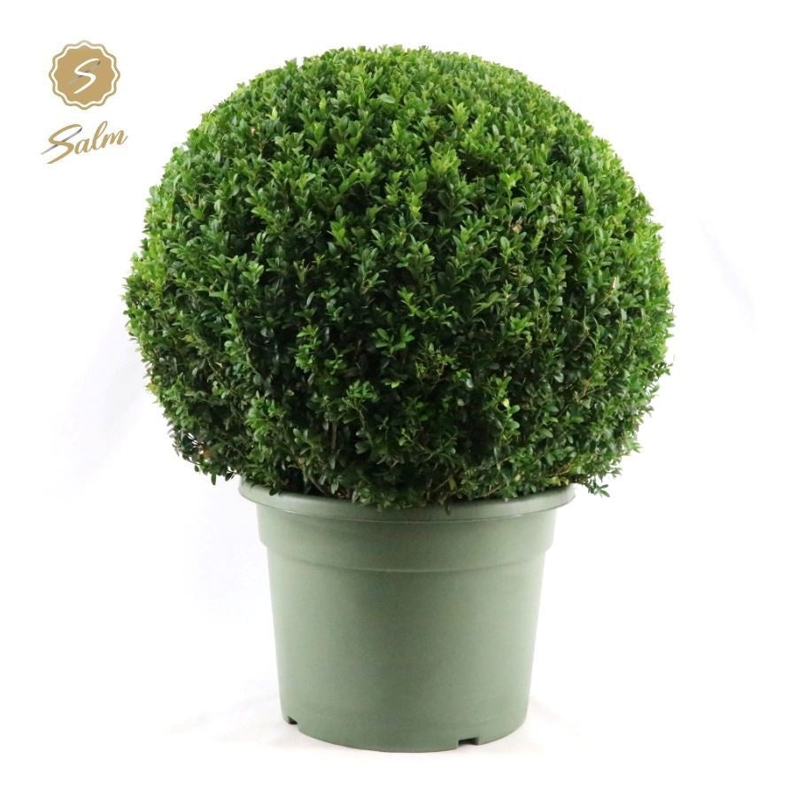 Buxus sempervirens ball Ø 60 75cm 40cm Pot
