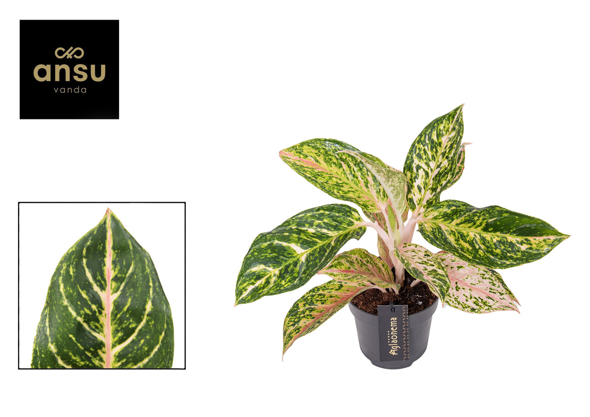Aglaonema Hybrid 40cm 12cm Pot