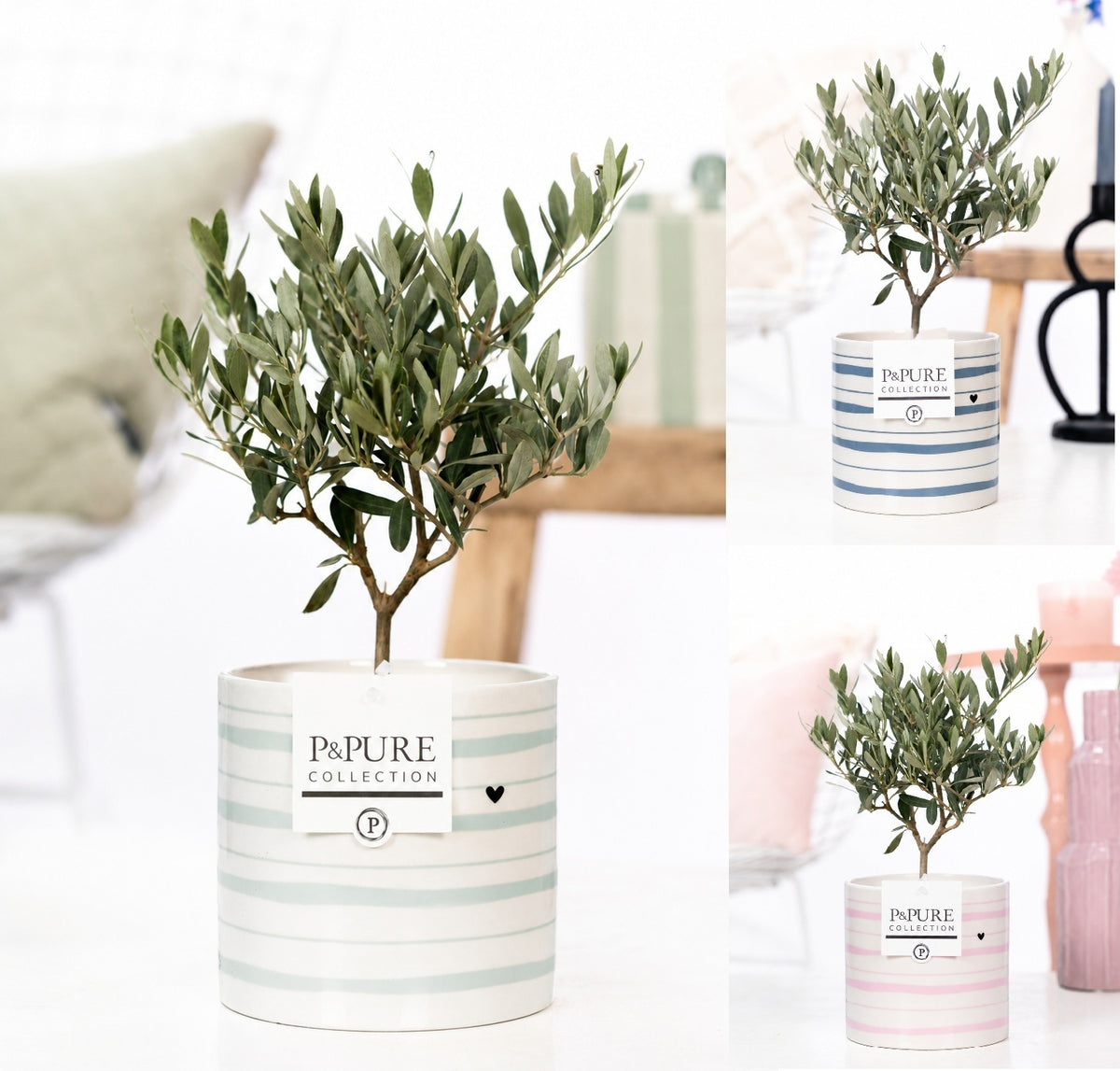 Olea europaea 30cm 12cm Pot