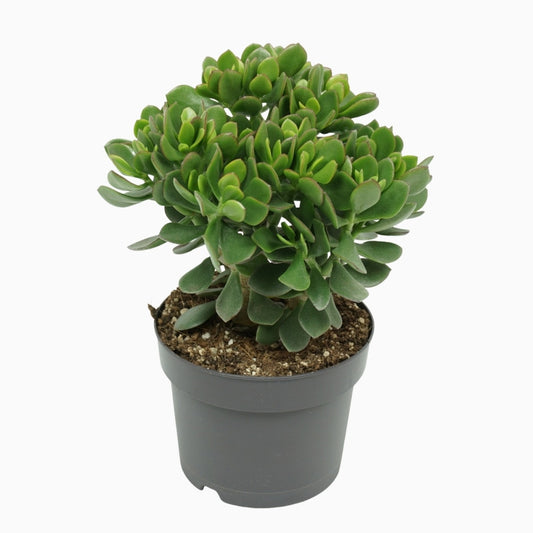 Crassula Minova Magic 30cm 17cm Pot