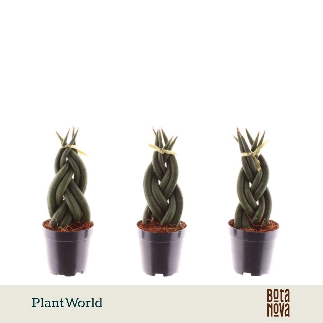 Sansevieria cylindrica 12cm 6cm Pot