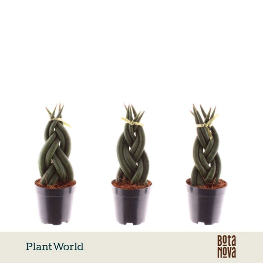 Sansevieria cylindrica 12cm 6cm Pot