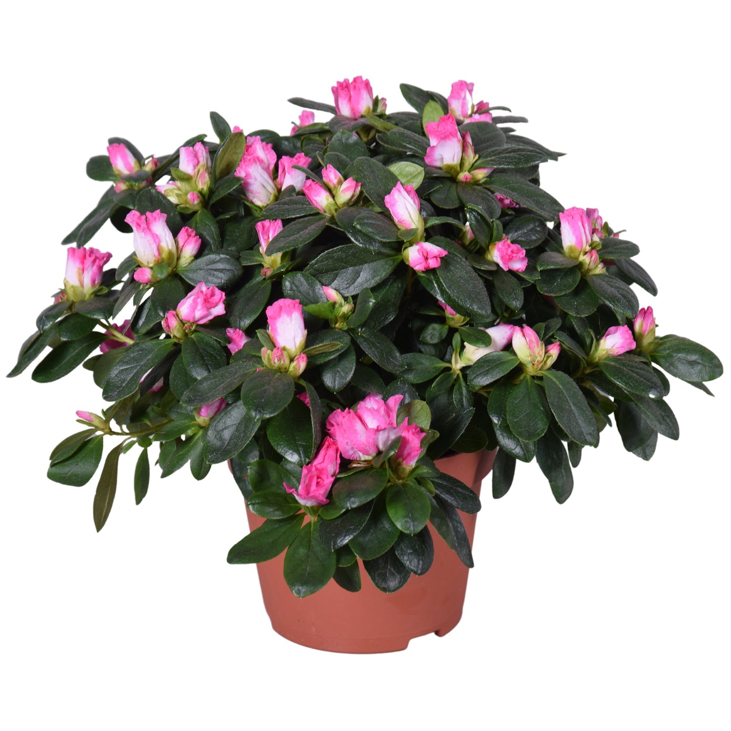 Rhododendron simsii Hülsten 27cm 13cm Pot