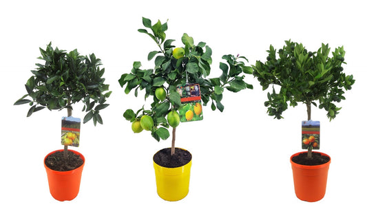 Citrus microcarpa 70cm 21cm Pot