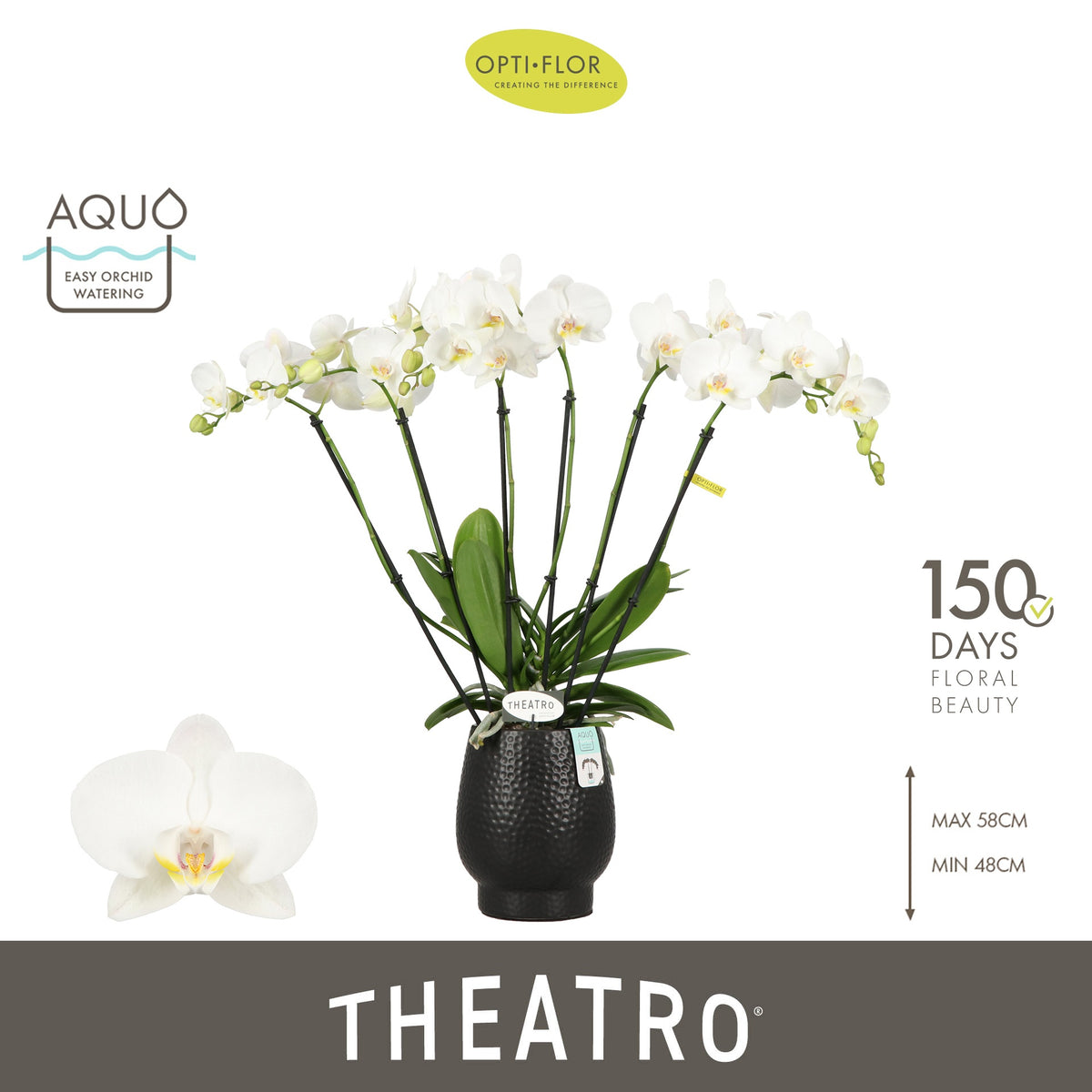 Phalaenopsis white 60cm 12cm Pot