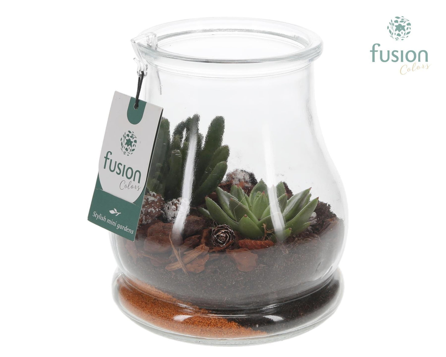 Fusioncolors BV Glas Druppel met Succulenten Pack of 6