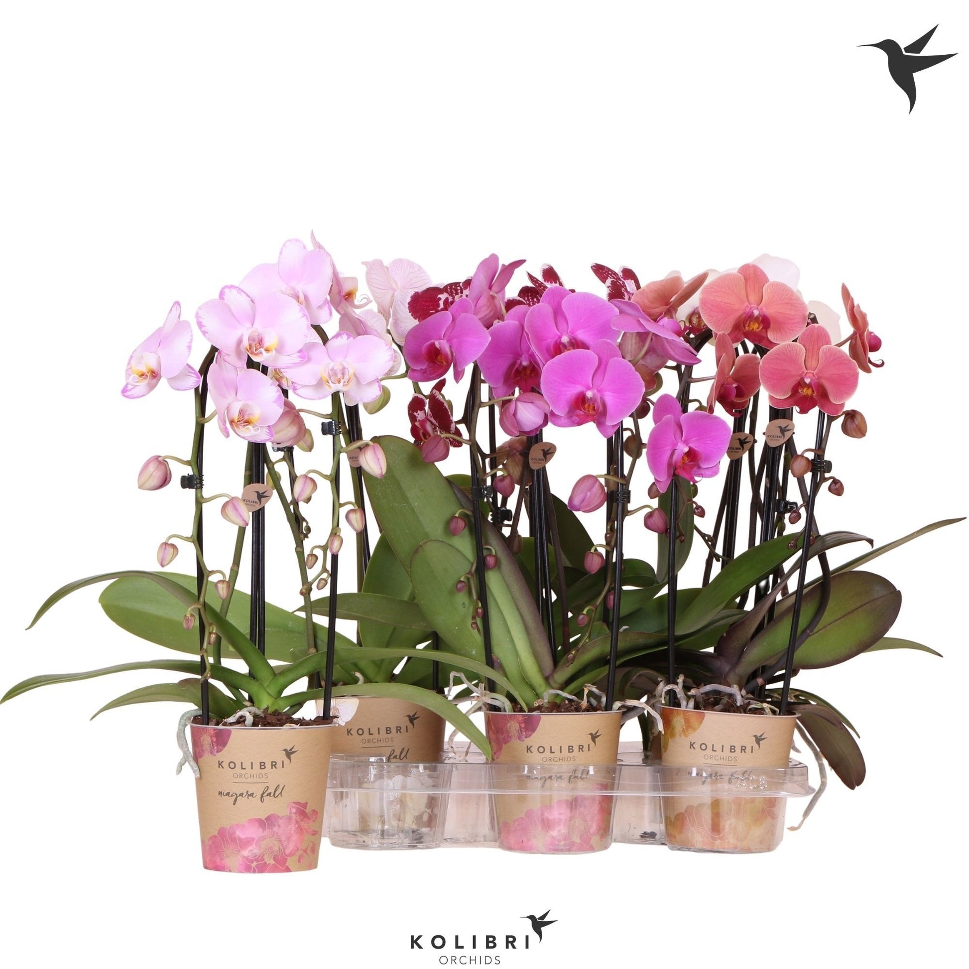 Phalaenopsis Elegant cascade 45cm 12cm Pot
