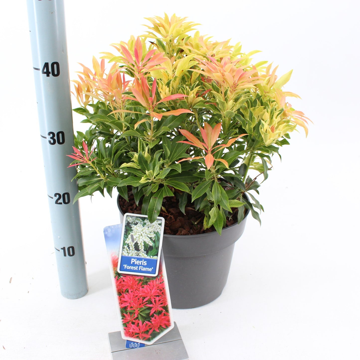Pieris japonica Forest Flame 35cm 23cm Pot