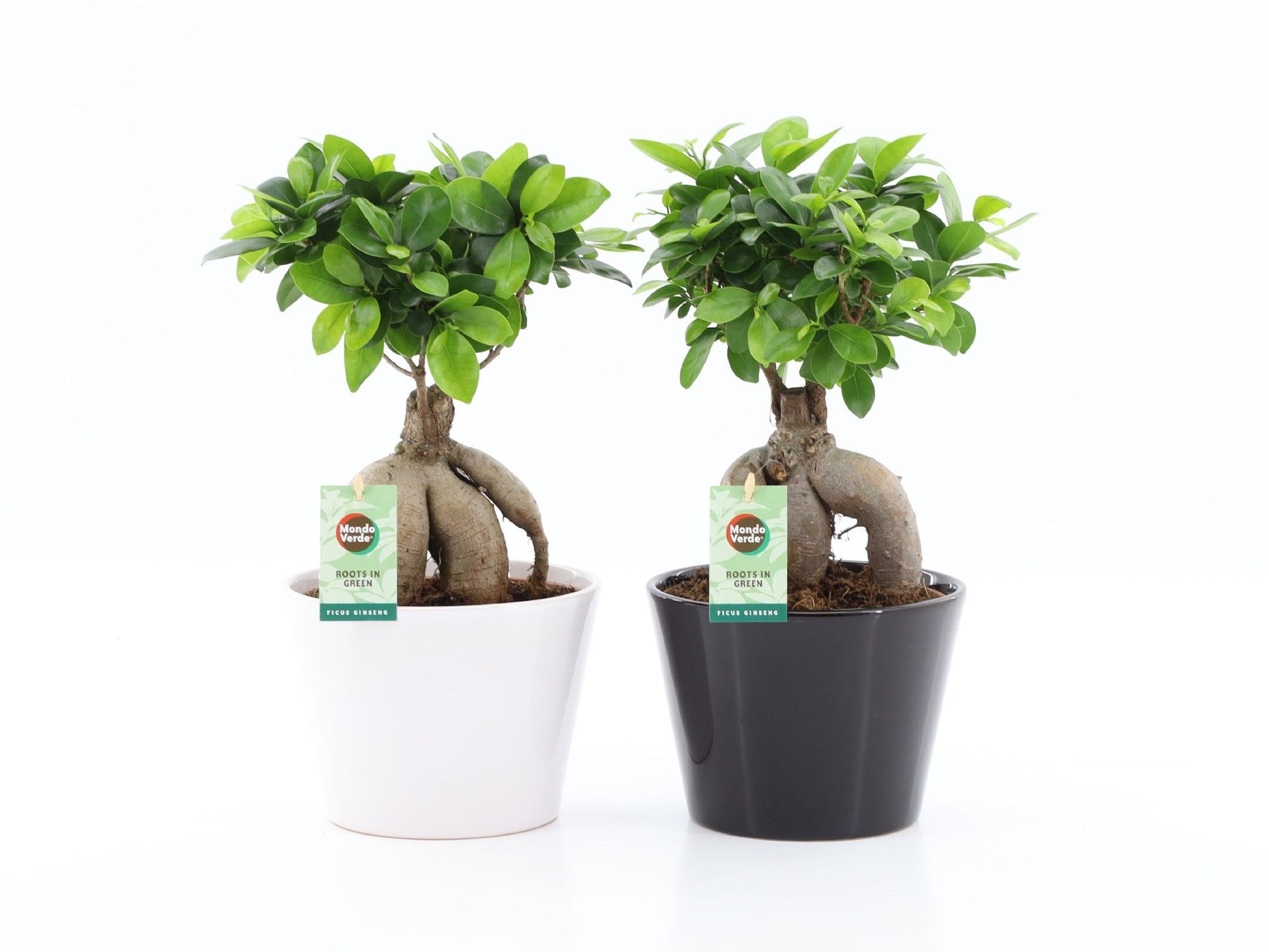 Ficus Ginseng in Black & White pot 42cm 19cm Pot