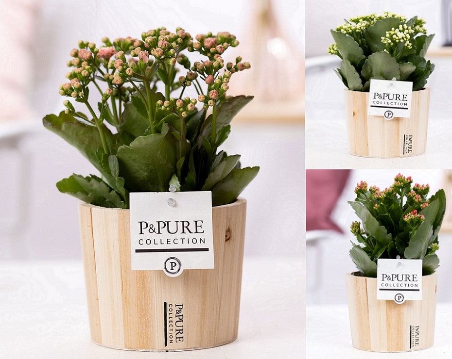 Kalanchoe Rosalina mix 27cm 12cm Pot