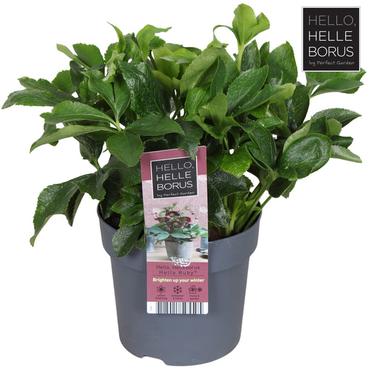 Helleborus orientalis 35cm 14cm Pot
