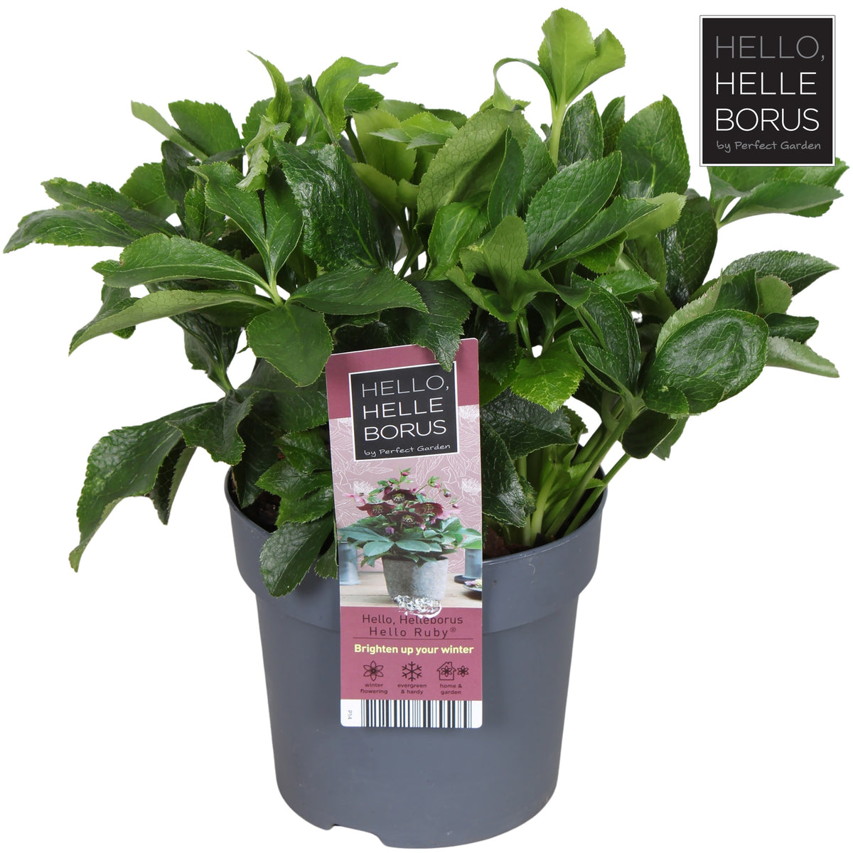Helleborus orientalis 35cm 14cm Pot
