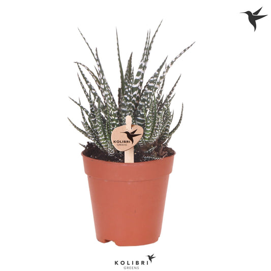 Haworthia Big Band 22cm 9cm Pot