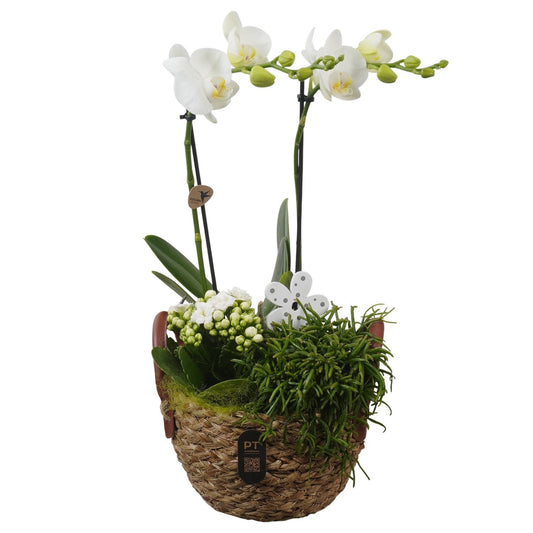 Indoor arrangement 46cm 17cm Pot