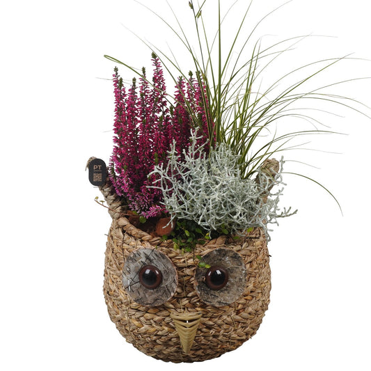 Outdoor arrangement 50cm 19cm Pot