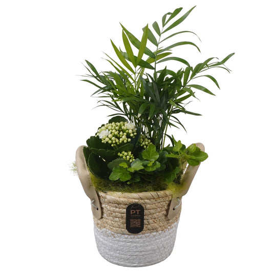 Indoor arrangement 34cm 14cm Pot