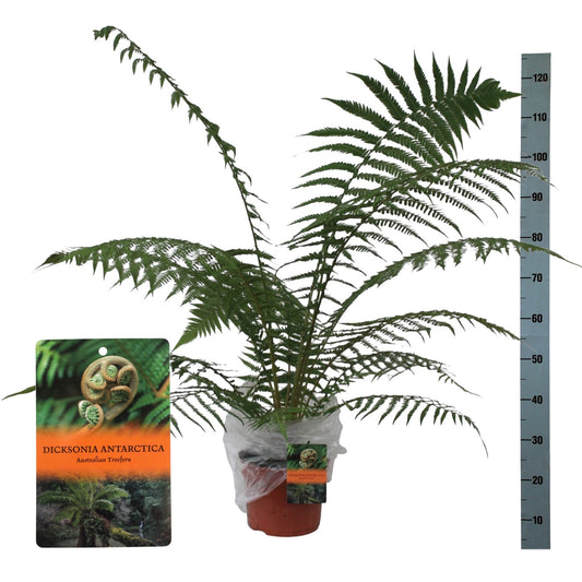 Dicksonia antarctica 70cm 24cm Pot