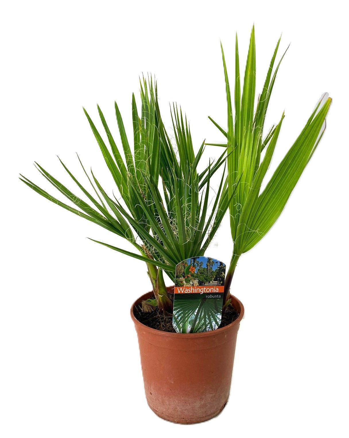 Washingtonia robusta 50cm 14cm Pot