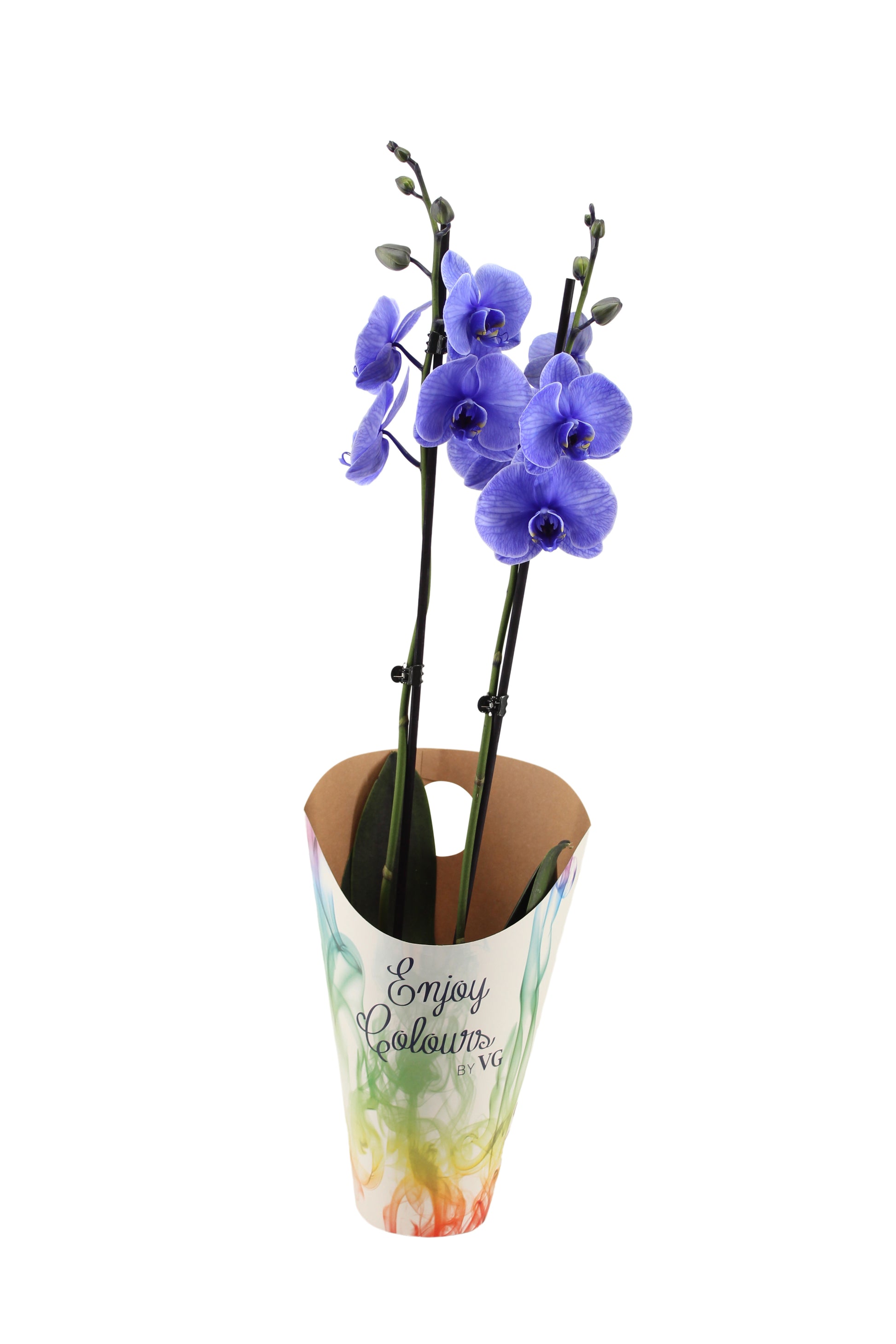Phalaenopsis Royal purple 55cm 12cm Pot