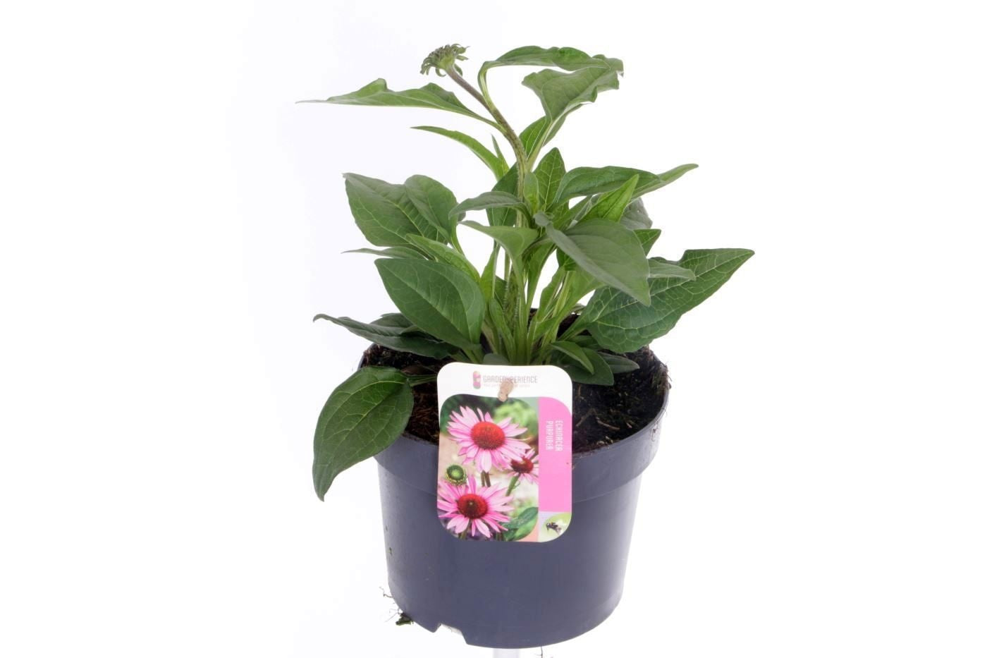 Echinacea purpurea 30cm 17cm Pot